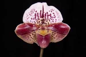 Paphiopedilum Coral Rain Tustin HCC/AOS 75 pts.